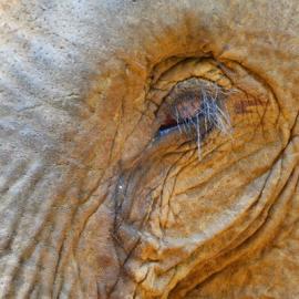 Touched by an Elephant, Part 1